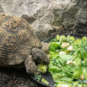 Cibo per Tartarughe terrestri