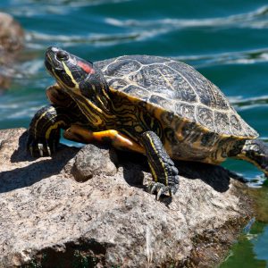 Cibo per Tartarughe acquatiche